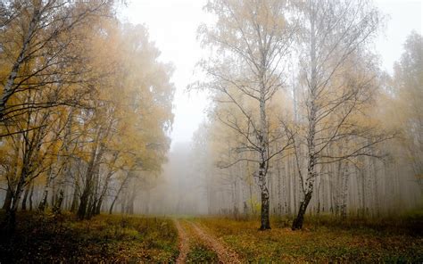 Forest Tree Landscape Nature Autumn Path Road Trail Wallpapers
