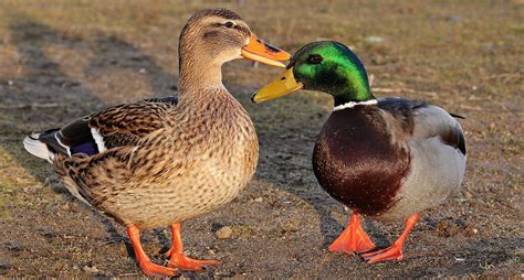 Meet The Mallard Ducks Meigs Point Nature Center