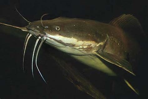 It is referred to as a catfish because its barbels look precisely like the whiskers of a cat. Walking catfish side view photo and wallpaper. Cute ...