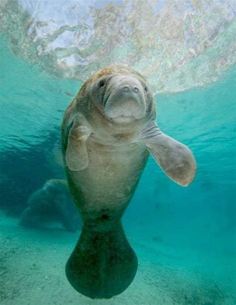 Baby Manatees Are So Cute Cute Animals Manatee Animals Beautiful