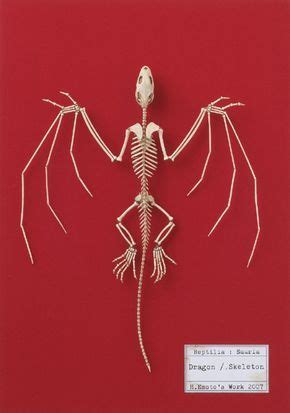 a fantastic specimen from the museum of fantastic specimens | Dragon ...