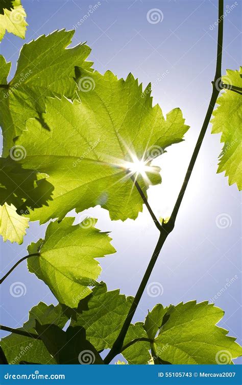 Grapes Are Filled With Sunshine Stock Image Image Of Nature Sunbeam