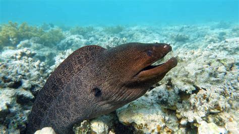 20 Facts About Moray Eel