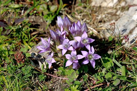 Gentian Flower Purple Flowers Free Photo On Pixabay