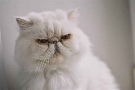 How To Safely Clean A Persian Cats Eyes Persian Cat Eye Care