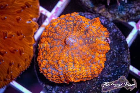 Orange Rhodactis Mushroom Coral Frags Buy Online