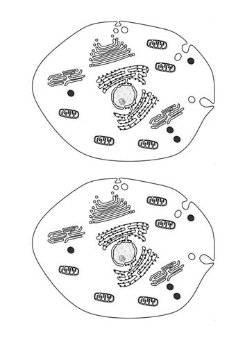 Animal cell vs plant cell gcse. GCSE animal and plant cells | Teaching Resources