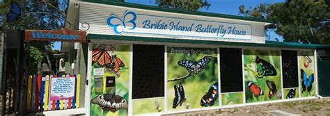 Review Bribie Island Butterfly House For Families