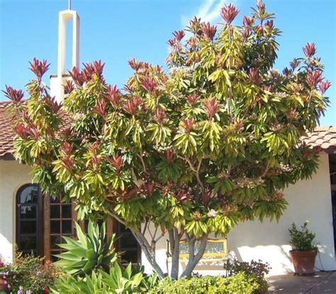 There are dwarf spruce trees, small pine evergreen trees, miniature cypress trees, dwarf ornamental fir trees, or dwarf weeping trees to pick from. 33 best images about SD garden on Pinterest
