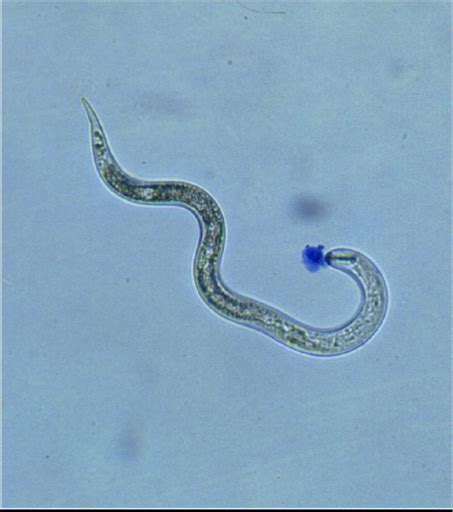 Cell biology of plant nematode parasitism (plant cell monographs (15)) 2009th edition by r. Research Topic: Plant-nematode interactions - WUR