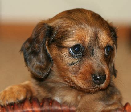 Their fur is soft and silky, and grows longest on their neck the longest fur grows on their tail and fans out like a flag. a beautiful mix Dachshund Puppy with long hair and two ...