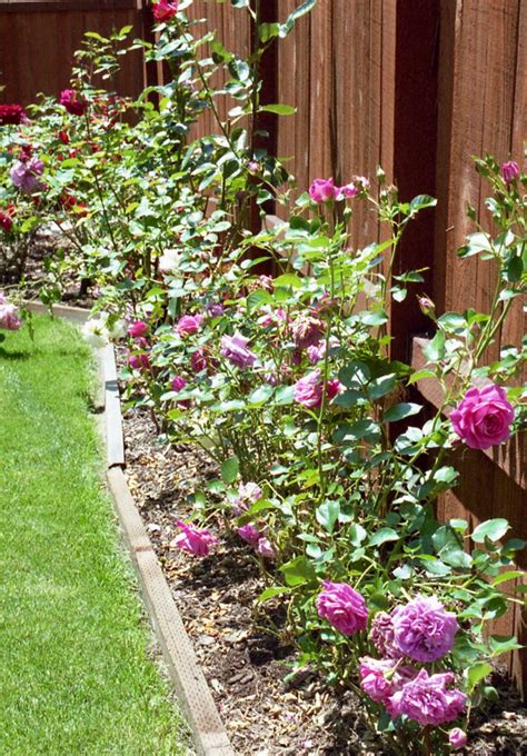 15 Rose Gardening Tips For Beginners To Pros The Frugal Girls