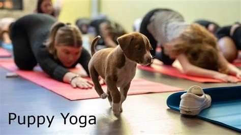 Puppy Yoga Yoga With A Twist