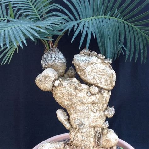 A cactus (plural cacti, cactuses, or less commonly, cactus)3 is a member of the cactus spines are produced from specialized structures called areoles, a kind of highly reduced branch. The Cycas - Growing Sheet - tips from Giromagi Cactus