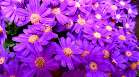 11 pink floral wall paper. Bright Flower Wallpaper (71+ pictures)