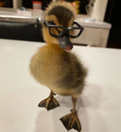 Reddit The Front Page Of The Internet Cute Ducklings Pet Ducks