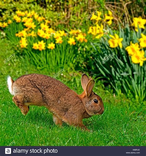 Domestic rabbit. Adult hopping in a garden in spring. Germany Stock Photo - Alamy