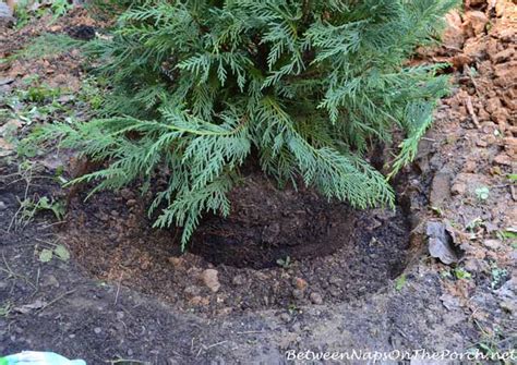 Learn how to plant a leyland cypress tree. Leyland Cypress Trees Offer Screening And Privacy