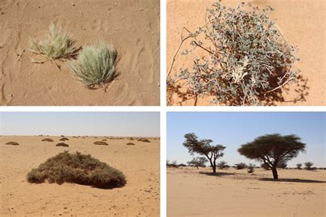 Sahara Desert Plants