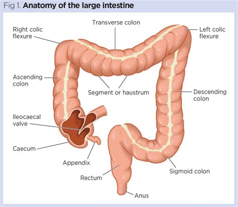 Gastrointestinal Tract The Anatomy And Functions Of The Large