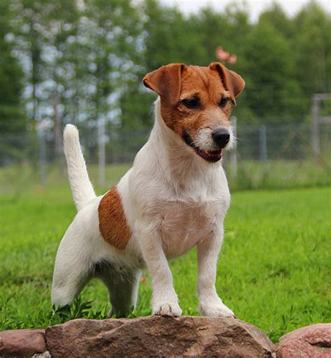 jack russell terrier charismatic hunting dog dinoanimalscom