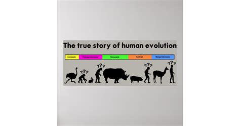 Human Evolution Poster Zazzle