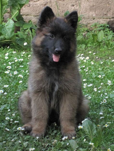 Belgian shepherd dog club of victoria. Belgian Shepherd Pup| Can't wait to go home to my baby ...