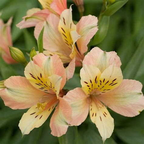 Lilies and peruvian lilies free personalized gift message expertly crafted delivered by hand. Pin on Floral Design Class