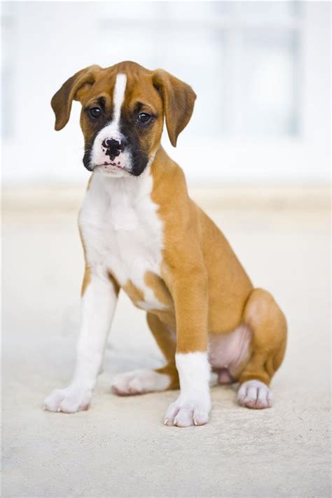 Meet The Miniature Boxer A Mix Breed Of Boxer And Boston