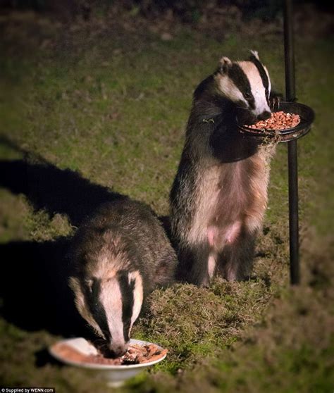 The Foxes And Badgers Caught Tucking Into A Midnight Feast Animals