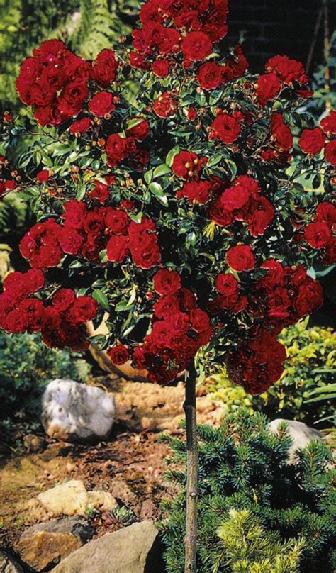 Small flowering trees like flowering dogwood tree and red bud trees are spring blooming varieties and will add landscape color in early spring. Knockout Rose Tree For Sale Online | The Tree Center