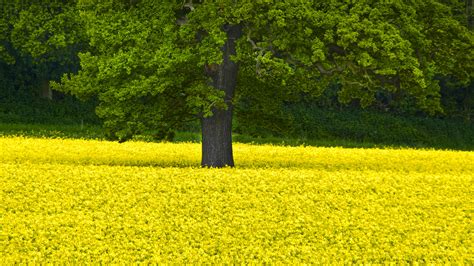 Wallpaper Landscape Food Field Green Yellow Rapeseed Tree