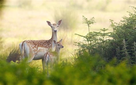 Beauty Cute Amazing Animal Deer Mother And Child Standing Together