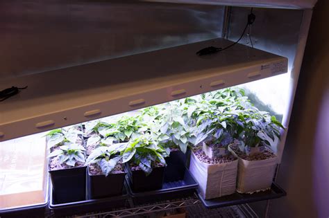 How to grow indoors under fluorescent lights. Peppers cultivated in various growing media under a high ...