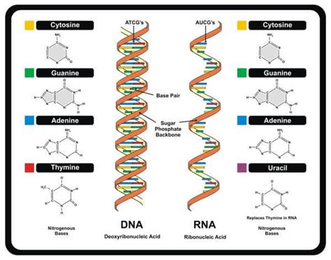 Dna is composed of two strands of nucleotides held together by hydrogen bonding. DNA vs. RNA | Biology Dictionary