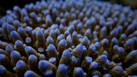 Did You Know How Do Corals Form Colonies