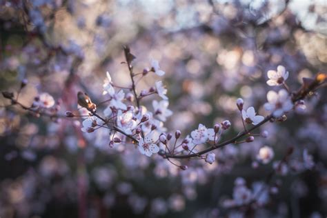 Free Photo Cherry Blossoms Close Up Photography Bloom Flowers