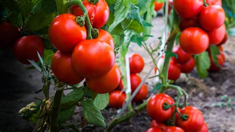 Ways To Get More Fruit From A Tomato Plant Tom S Guide
