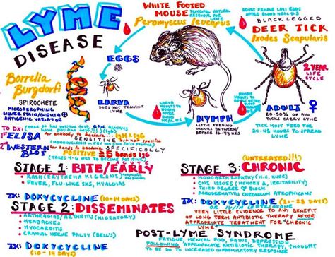 The Lymic Disease Diagram Is Shown In Blue And Red With Other Words