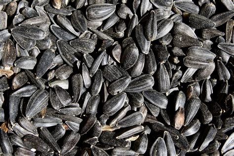 Black Sunflower Seeds Close Up Picture Free Photograph Photos
