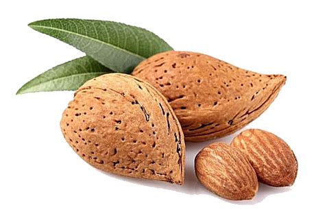 Free Almond Png Transparent Images Download Free Almond Png