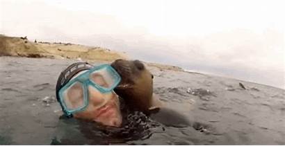 Animal Humans Underwater Sea Would Lions Domesticate