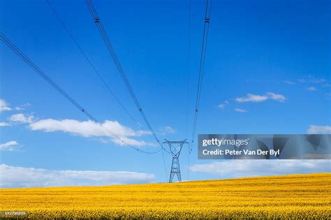 A Bright Yellow Canola Field With Overhead Powerlines Swellendam