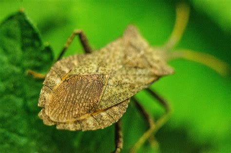 How To Prevent Stink Bugs Excel Pest Services