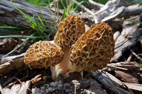 The 10 Best Places to Find Morel Mushrooms