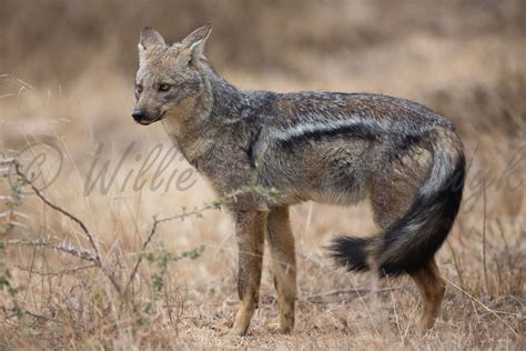 Fighter is freed to help stop a brutal, seemingly faceless assassin from completing his next job. Side-striped Jackal (Canis adustus) (2) | Please have a ...