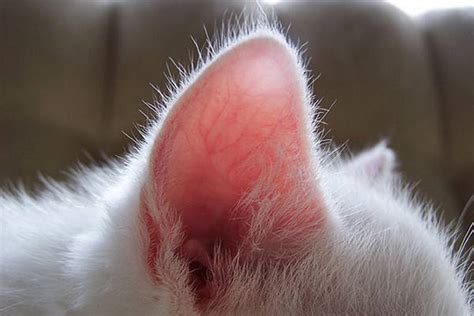 Selain Menggunakan Mata Kucing Bisa ‘melihat Dengan Kumis Telinga