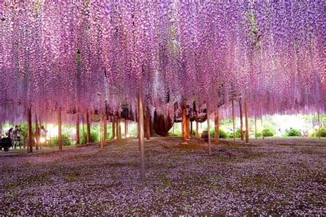 Most Beautiful Wisteria Tree In The World Photo One Big Photo
