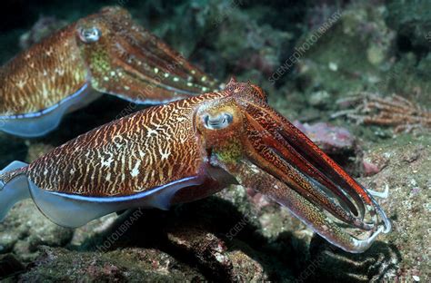 Pharaoh Cuttlefish Stock Image Z5050213 Science