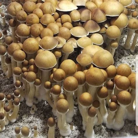 B Plus Mushrooms B Magic Mushroom B Plus Magic Mushroom1 B Plus